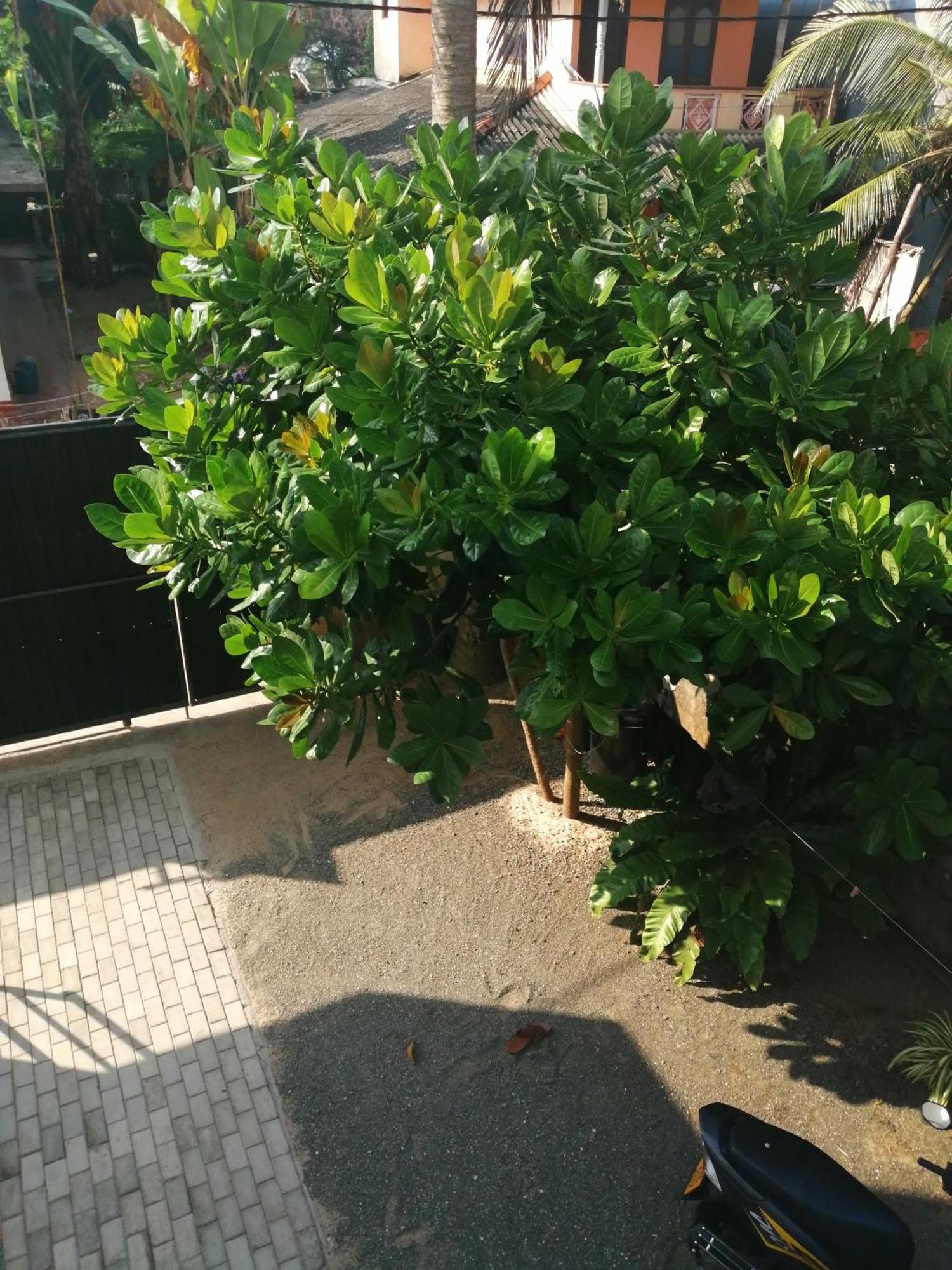 Sena Home Ambalangoda  Rum bild